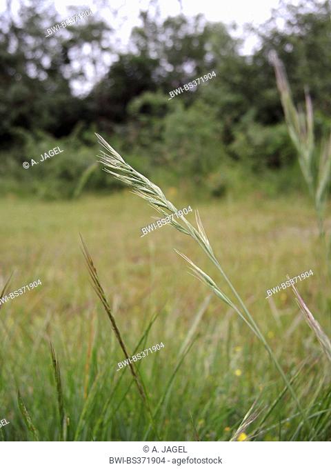 Barren fescue, Six-weeks fescue, Squirreltail fescue (Vulpia bromoides), panicle, Germany, North Rhine-Westphalia