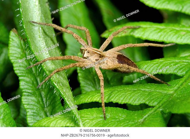 Close-up of a Hunting spider or Nursery web spider Pisaura mirabilis resting on bracken fronds in a Norfolk wood in summer