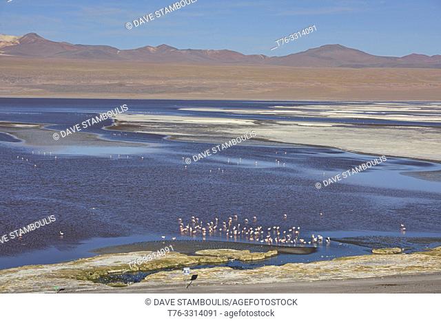 A flamboyance of James's, Andean, and Chilean flamingos on Laguna Colorada, Salar de Uyuni, Bolivia