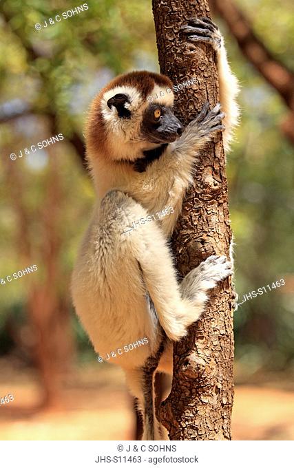 Verreaux`s Sifaka, Propithecus verreauxi, Berenty Reserve, Madagascar, Africa, adult on tree