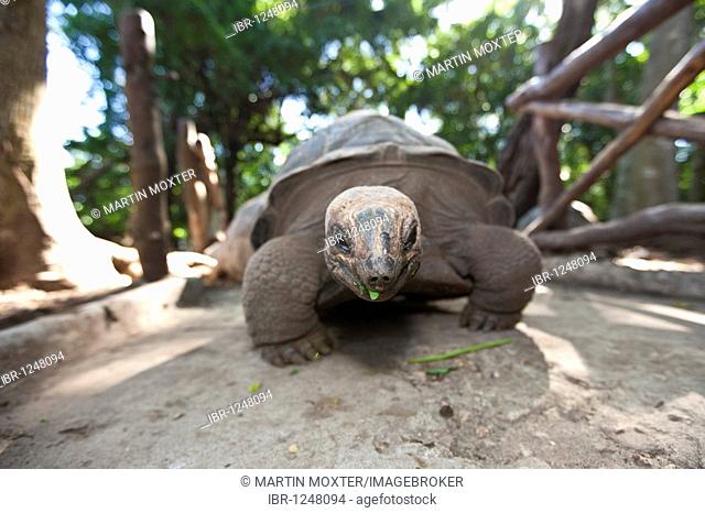 Tortoise from the Seychelles, which has been imported to Zanzibar, Prison Iceland, Zanzibar, Tanzania, Africa