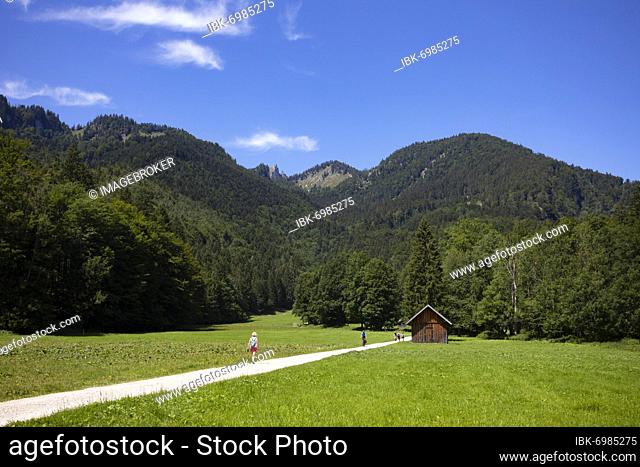 Hiker on the path from Schwarzensee to Moosalm Municipality of St.Wolfgang, Salzkammergut, Upper Austria, Austria, Europe