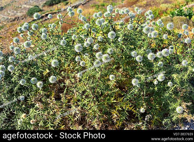 Great globethistle (Echinops sphaerocephalus) is a perennial plant native to southern Europe and western Asia. This photo was taken in Folegandros Island