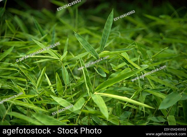 Bamboo leaves background, Abstract Background