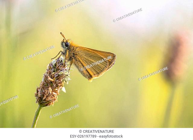 Essex skipper (Thymelicus lineola) on Plantago flower. This butterfly occurs throughout much of the Palaearctic region. Its range is from southern Scandinavia...