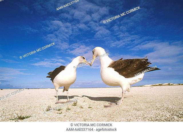 Laysan Albatross (Diomedea immutabilis) Northwest Hawaiian Islands