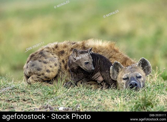 Africa, East Africa, Kenya, Masai Mara National Reserve, National Park, Spotted hyena (Crocuta crocuta), adult and youngs