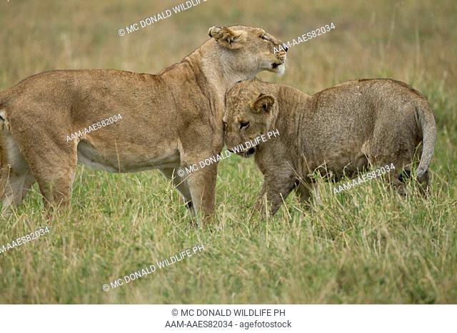 African Lion (Panthera leo) juveniles playing, Upper Mara, Masai Mara Game Reserve