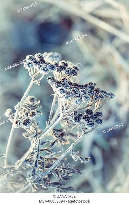 Frosty beauty, inflorescences of common tansy with hoarfrost and ice crystals