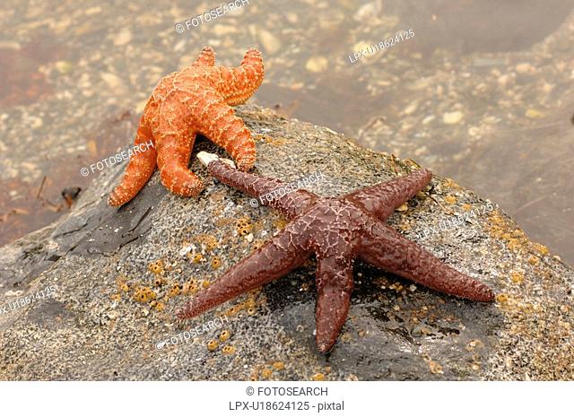 Starfish on side of a rock