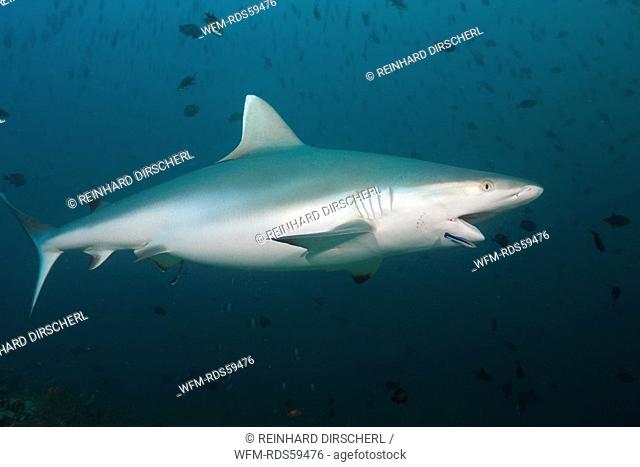 Grey Reef Shark with Cleaner Wrasse, Carcharhinus amblyrhynchos, Labroides dimidiatus, Hafsaa Thila, North Ari Atoll, Maldives