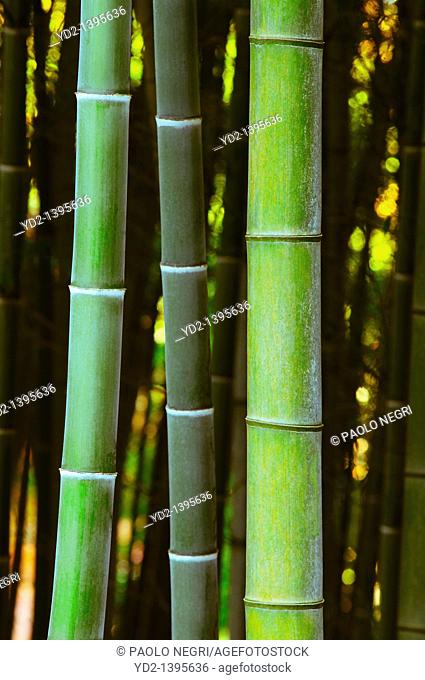 Japan, Kansai, Arashiayama, Bamboo Forest, Close-up of stems