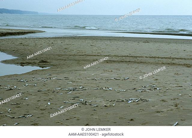 Alewives Washed Ashore, Lake Michigan, Warren Dunes, MI (Alosa pseudoharengus)