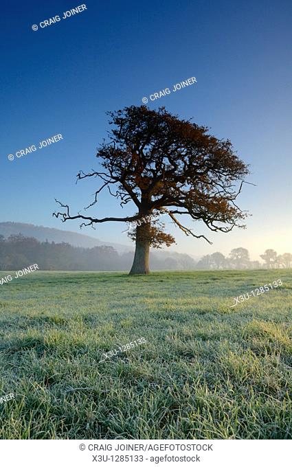 An oak tree stands in a frosty field at sunrise in Somerset, England, United Kingdom