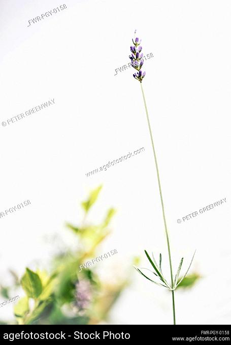 Lavender, Lavabdula, Mauved coloured flowers growing outdoor