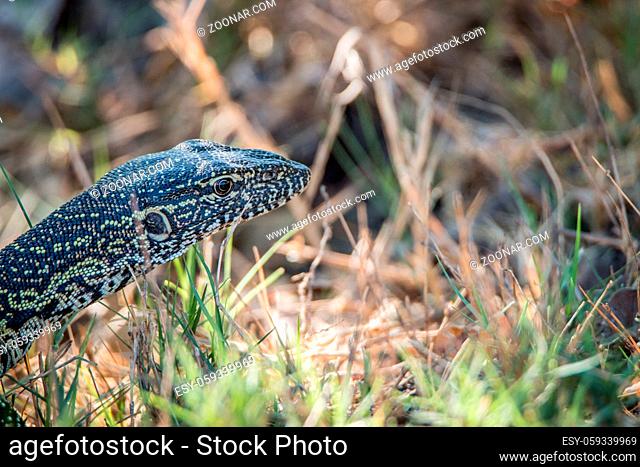 Side profile of a Water monitor in the Kruger National Park, South Africa.