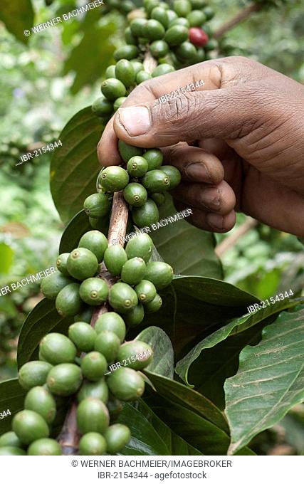 Hand picking unripe, green coffee beans on the bush, coffee plantation on the slopes of Mount Meru near Arusha, Tanzania, Africa