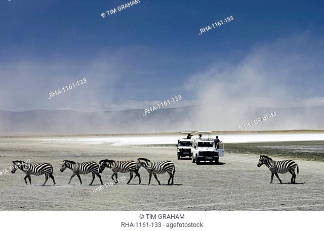 A herd of Common Plains Zebra (Grant's) by the salt pan of Lake Magadi in the Ngorongoro Crater, Tanzania