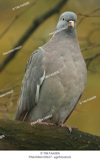 Wood Pigeon, Ring Dove Columba palumbus - Oude Gracht, Eindhoven, North Brabant, The Netherlands, Holland, Europe