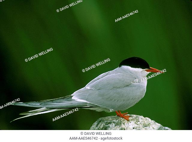 Arctic Tern (Sterna paradisaea), wild, AK