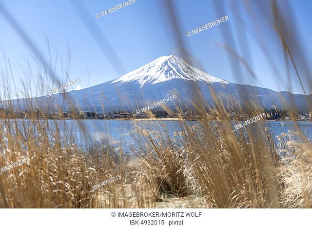 Reed bank at Lake Kawaguchi, back volcano Mt. Fuji, Yamanashi Prefecture, Japan, Asia