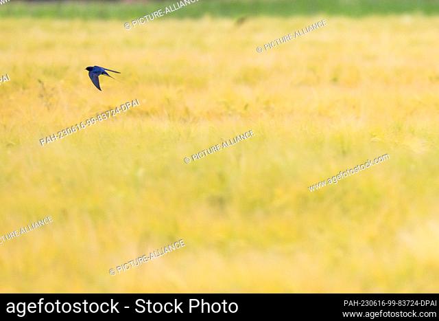 16 June 2023, Brandenburg, Leuthen: A barn swallow flies over a corn field. Photo: Frank Hammerschmidt/dpa. - Leuthen/Brandenburg/Germany