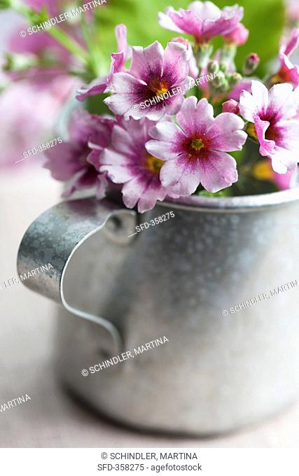 Lilac primroses in a zinc jug
