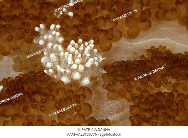 Detail of Adhesive Sea Anemone (Cryptodendrum adhaesivum) Bali, Indonesia