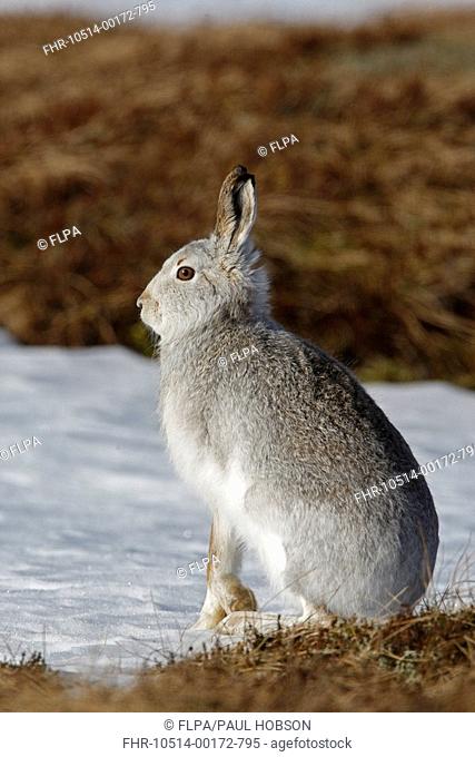 Mountain Hare Lepus timidus adult, moulting winter coat, sitting on snow, Grampians, Highlands, Scotland