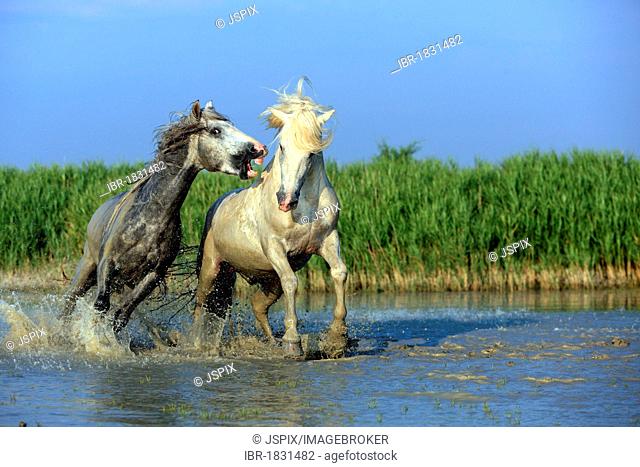 Camargue horses (Equus caballus), two stallions fighting in water, Saintes-Marie-de-la-Mer, Camargue, France, Europe