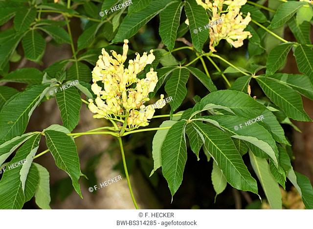 yellow buckeye (Aesculus flava, Aesculus octandra), blooming