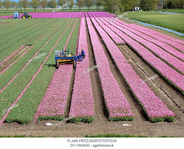 farmer at work in tulip field in the polder the Beemster, in the Netherlands