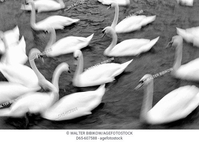 Swans on the Reuss River. Lucerne. Switzerland