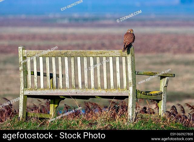 Kestrel sitting on a bench enjoying the evening sunlight