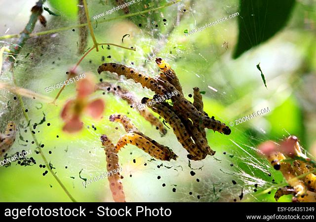 pest caterpillar silk Hyponomeuta malinella ermine moth