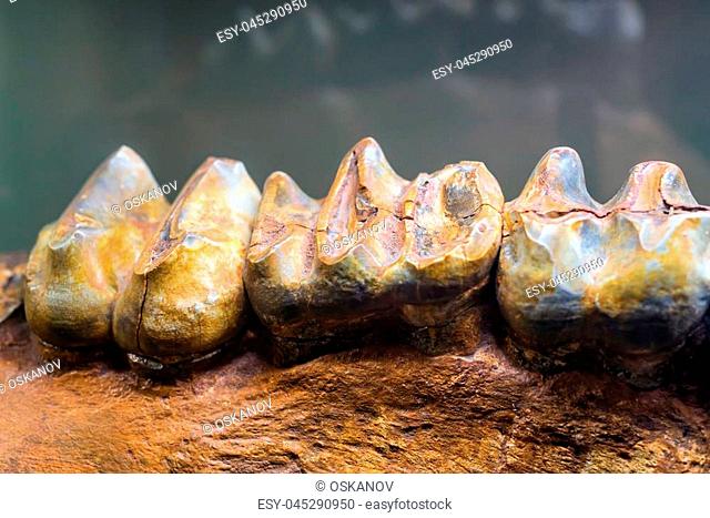 Close up excavated teeth of large prehistoric Deinotherium in museum