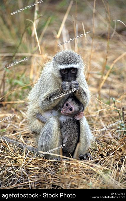 Vervet monkey (Cercopithecus aethiops), Kruger National Park, South Africa, Adult, female, with young, feeding Vervet monkey, Grivet monkey