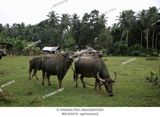 Buffalos on a green in Gampara, Sri Lanka, Asia