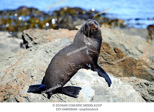 Fur Seal sun bathing, Kaikoura Coast, South Island, New Zealand