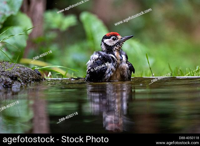 France, Brittany, Ille et Vilaine), Great Spotted Woodpecker, Immature (Dendrocopos major), bathing in a pond