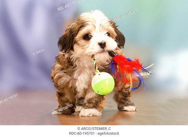 Havanese puppy with toy, Bichon Havanais, Bichon Habanero