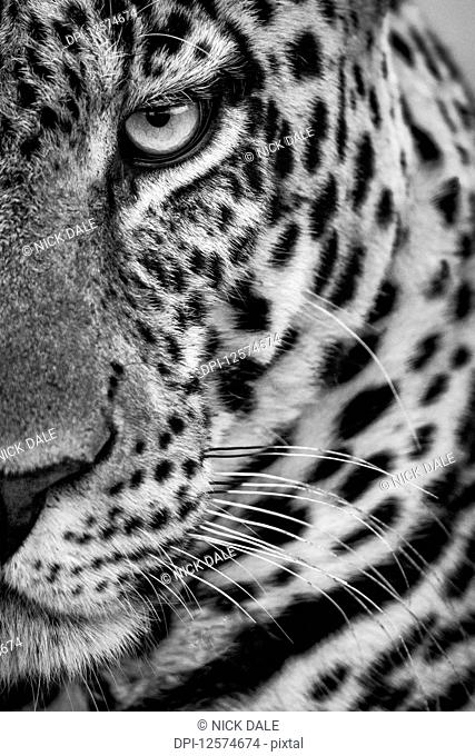 Monochrome close-up of half male leopard (Panthera pardus) face