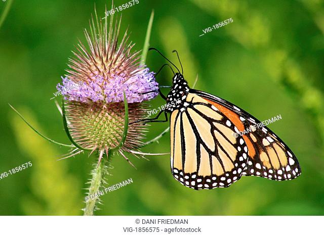 CANADA, OTTAWA, 19.08.2008, A monarch butterfly( Dipsacus fullonum) on the purple flower of a common teasel feeding on nectar