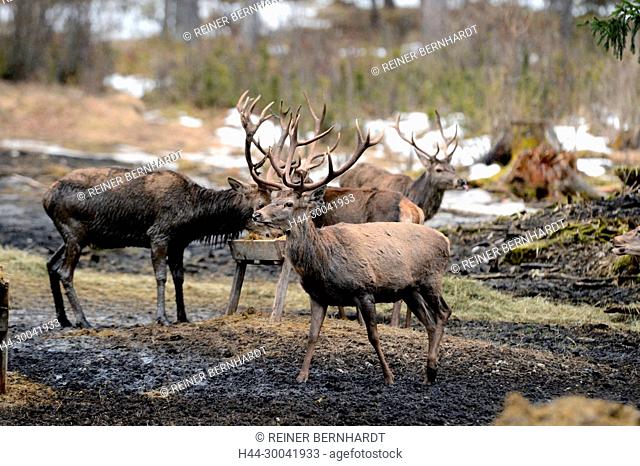 Cerviden, Cervus elaphus, local game, free living person animals, feeding, antlers, antler bearer, deer, deer, hoofed animals, fighting red deer, red deer