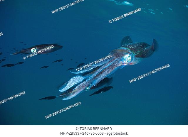 Bigfin reef squid, sepioteuthis lessoniana, Fiji