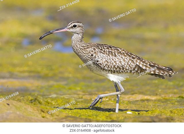 Eurasian Whimbrel, Standing in a swamp. Qurayyat, Muscat Governorate, Oman (Numenius phaeopus)