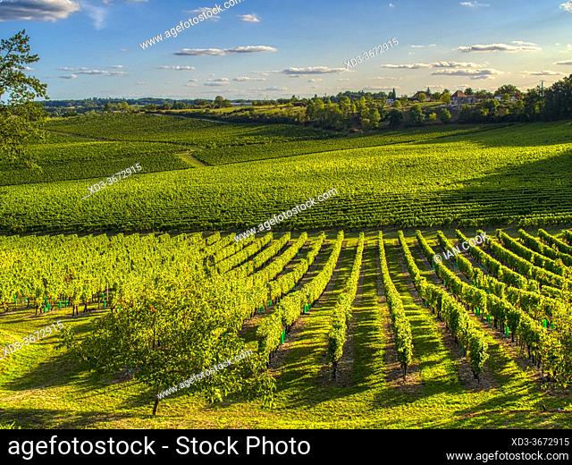 vineyards viewed from Columbier, Lot-et-Garonne Department, Nouvelle-Aquitaine, France