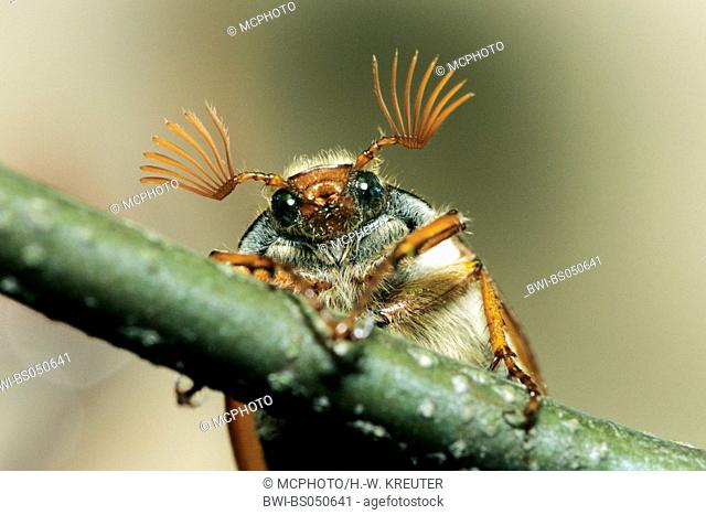 common cockchafer, maybug (Melolontha melolontha), imago, Germany