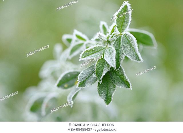 Red clover, Trifolium pratense, leaves, frozen, close-up