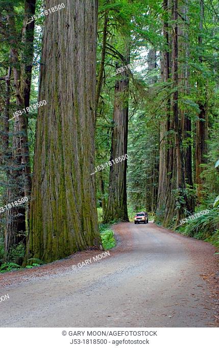 Primitive road through old growth coast redwood forest, Jedediah Smith Redwoods State Park, Crescent City, California